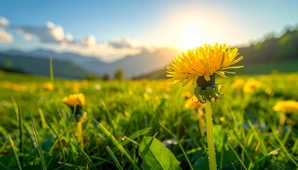 Bright yellow dandelion flower in focus, bathed in golden hour sunlight, against a blurred green field and distant mountains.