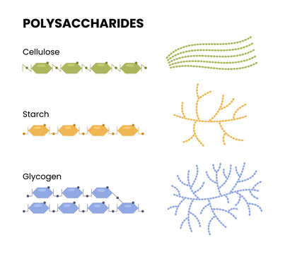 Vector illustration of polysaccharides examples. Starch, glycogen, and cellulose	