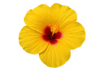 Yellow hibiscus flower blooming, showing its petals and pistil with a red center, symbolizing tropical beauty and nature
