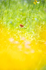 花畑に咲くテンニンギク