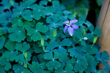 Violet Colorado blue columbine plant