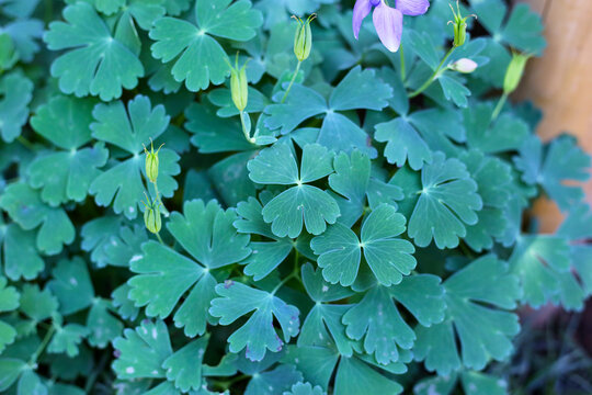 Violet Colorado blue columbine plant - Powered by Adobe