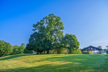 青空バックに見る独特の形の木の情景