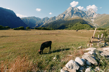 Fototapeta premium Cow meadow mountain pasture grazing fence in a sunny alpine landscape with rock wall and clear blue sky, peaceful field and livestock feeding on grass in rural countryside valley.