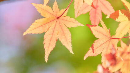 鮮やかに色づくもみじの葉紅葉ワイド