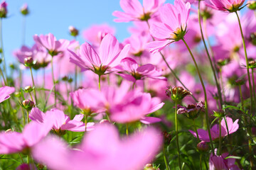 Pink cosmos flower under the blue sky.