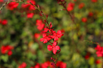 Red flower of Indian leadwort