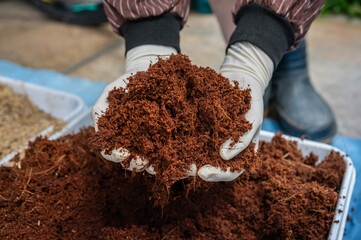 Naklejka premium Gardener holding Coconut husk (or coir) in hands. Coir absorbs and holds a large amount of water, keeping plants hydrated and reducing the frequency of watering.