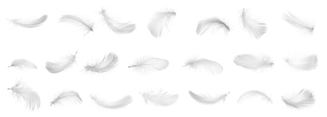 Obraz premium Collection of bird feathers isolated on white