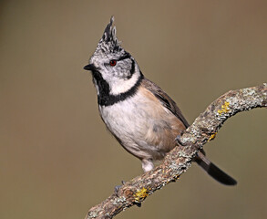 a crested tit perched on a branch