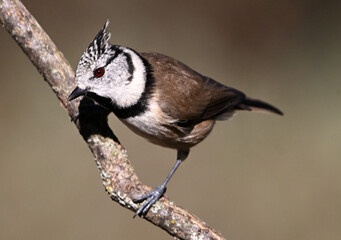 a crested tit perched on a branch