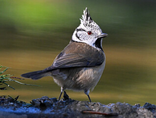 a crested tit perched on a branch
