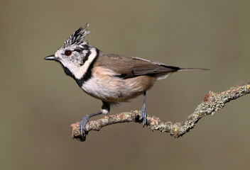 a crested tit perched on a branch