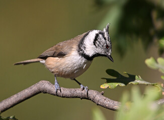 a crested tit perched on a branch