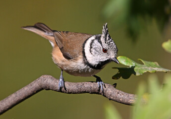 a crested tit perched on a branch