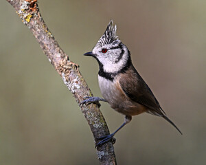 a crested tit perched on a branch