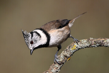 a crested tit perched on a branch