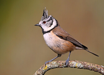 a crested tit perched on a branch