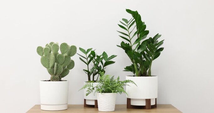 Beautiful potted houseplants on wooden table near white wall. Camera moving left