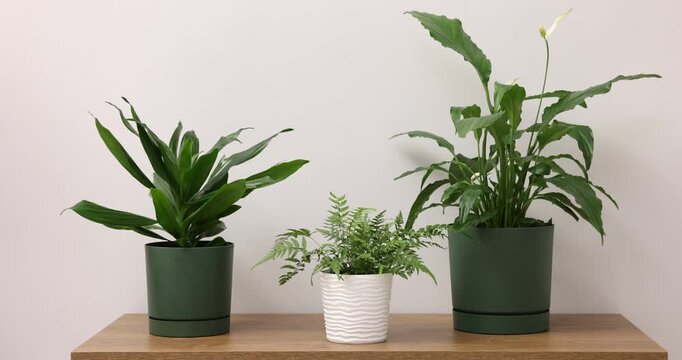 Woman putting houseplant on table with other near white wall, closeup