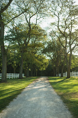 Tree-lined gravel path at Saint James Farm Forest Preserve in Warrenville, Illinois, with soft sunlight and a peaceful park landscape