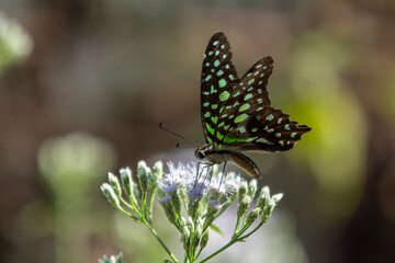 Butterfly on a flower in the garden on sunny summer day