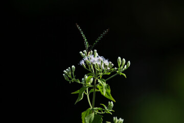 Butterfly on a flower in the garden on sunny summer day