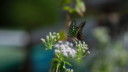 Butterfly on a flower in the garden on sunny summer day
