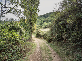 Rural path near Vrh Rudnik, Serbia, bordered by dense vegetation and opening toward meadows and hills. The narrow dirt road curves through greenery, illustrating hiking and quiet countryside access.
