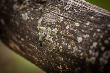 Closeup of lichen on a weathered wooden beam, showing Parmelia sulcata rosettes and yellow Xanthoria patches. Fine textures reveal symbiosis and bioindicator species thriving on the timber surface.