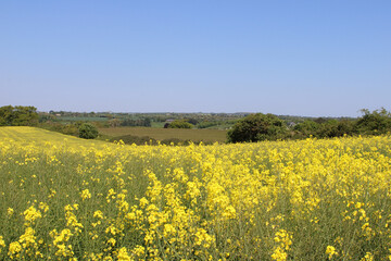 Canola field in bloom on a farm with a valley in the background on a sunny day in County Meath, Ireland