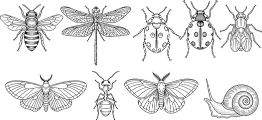 Hand-Drawn Insects and Bugs Engraving Vector Set, Vintage Style Line Art Collection of Bee, Dragonfly, Ladybug, Ant, Moth, Fly, and Snail, Detailed Science Graphic. © its