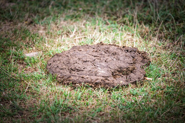 Close view of a fresh cow dung pat on pasture grass. The moist manure lies on a grazed meadow, on livestock waste, natural fertilizer, methane emission topics linked to agriculture and climate.