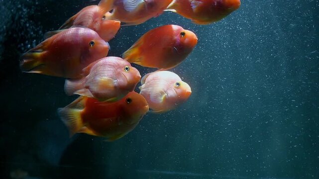Ornamental fresh water blood parrot cichlids fish swimming with greenish blue background