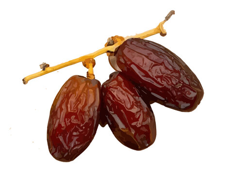 Minimalist Vector Illustration of Three Dates on Branch