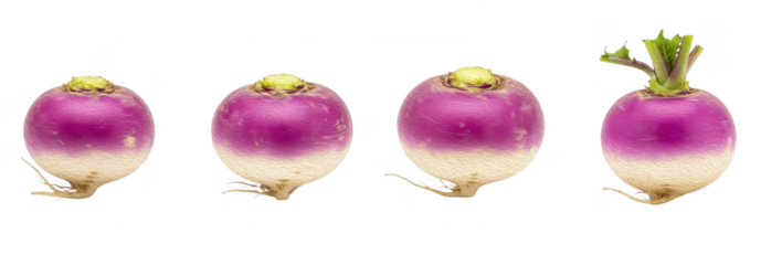 Set of Four Turnip (Brassica rapa subsp. rapa) in Natural Arrangement, Isolated on White Background, Oil Paint