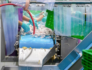 chicken feet on a blue automated conveyor belt with water spray