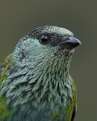 Black-capped Tanager (Stilpnia heinei) female close-up portrait, Andean tanager