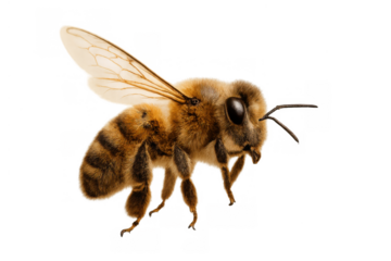 Flying honeybee on transparent background, close-up macro view of a hardworking insect pollinator