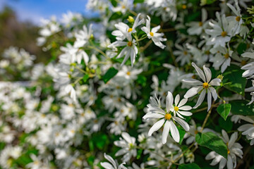 White flowers on green bush with blue sky background