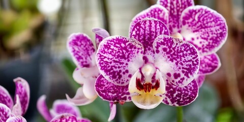 Spotted Purple Phalaenopsis Orchid Flower Close Up