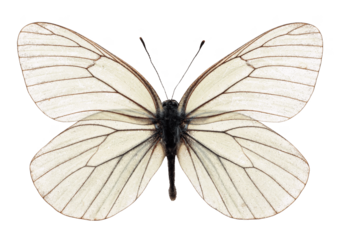 Delicate glasswing style white butterfly with fully open wings, translucent ivory panels crossed by fine brown veins, minimalist natural illustration perfect for wedding, purity, calm spa branding and