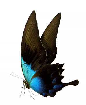 Iridescent blue and black swallowtail butterfly in side flight view, tall velvety forewings and glowing sapphire hindwing, dramatic tropical insect illustration for jungle, fantasy and luxury nature d