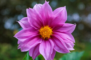 Obraz premium Close-up of beautiful blooming pink dahlia flower in the garden.