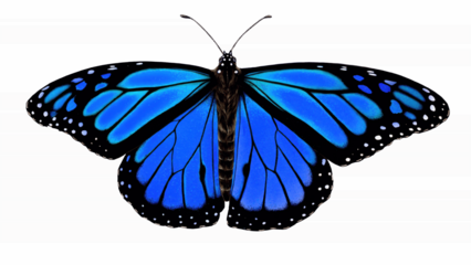 Brilliant blue butterfly with open wings on clean white background, rich azure gradient and dotted black border, elegant fantasy insect illustration ideal for ocean, sky, trust and creative nature des