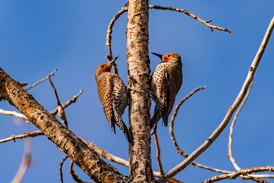 Two male Northern Flickers climbing in Boise Idaho