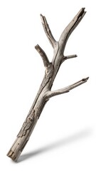 Obraz premium Bare Weathered Branch on White Background.