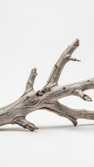 Obraz premium Bleached Driftwood Branch with Intricate Weathered Limbs on White Background.