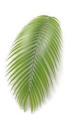 Obraz premium Bright Palm Frond Leaf on White Background.