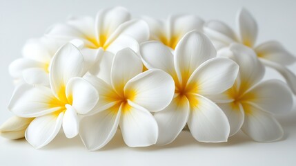 Fototapeta premium Beautiful White Plumeria Flowers with Yellow Centers on White Background, Close-Up